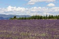 Huge lavender field surrounded byÃÂ spruce trees and big whiteÃÂ Cumulus clouds on soft blue sky at summer midday Royalty Free Stock Photo